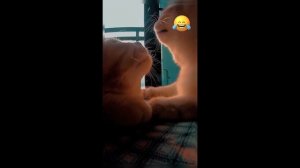 забавные животные.