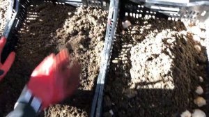 Выгонка Тюльпанов  к 8 марта.