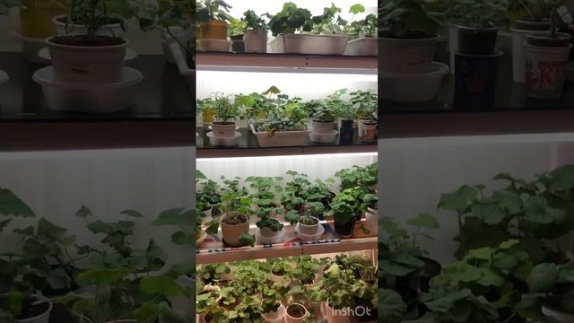 #68. Стеллаж для пеларгоний. Все секреты с размерами и лампами. смотреть онлайн