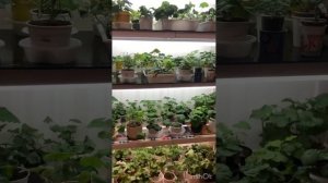 #68. Стеллаж для пеларгоний. Все секреты с размерами и лампами.