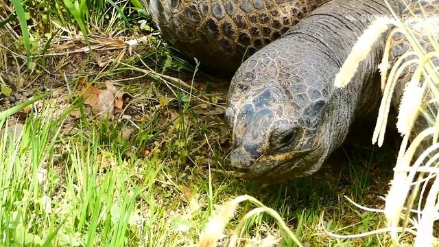 Сейшельская гигантская черепаха смотреть онлайн