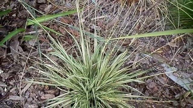 Trzeslica modra (Molinia caerulea) 'Variegata' смотреть онлайн