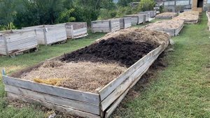 Выборка биогумуса произведенного красным калифорнийским червем из буртов на улице.
