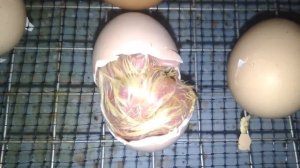Как рождается цыплёнок