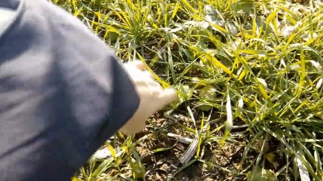 Состояние озимой пшеницы после рапса 12.11.2020 смотреть онлайн