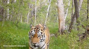 Неспешной походкой тигр вышел из леса