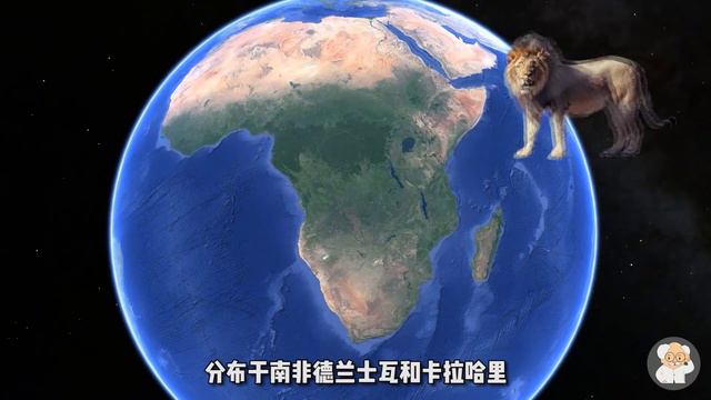 你真的了解狮子吗？这种大型猫科动物，多少年以后也许永远消失
