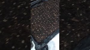 Стратификация семян Туи Западной и Тут Японской!
