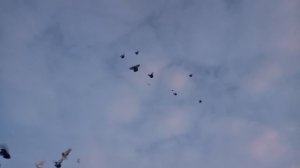 Голуби Украины 2017 Пробный полёт местных голубей с.Песчанка