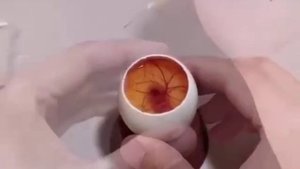 Как развивается цыпленок в яйце