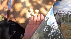 ЛАНГУСТИНЫ на мангале,в чесночном маринаде! +2 вкуснейших соуса к лангустинам!