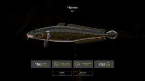 Русская рыбалка 4(рр4) - озеро Куори. Налим на острове.