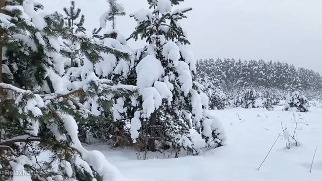 Релакс Прогулка по Зимнему Лесу Хруст Снега Расслабление Медитация Снятие Стресса Хороший Сон