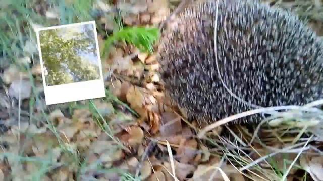 Щенок гончей нашел ежа смотреть онлайн