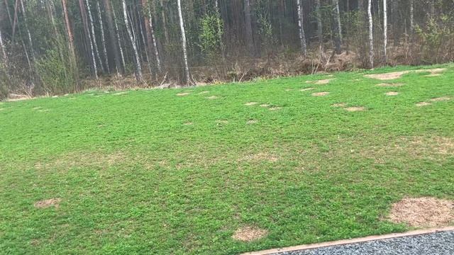 Мой личный опыт посадки клевера. Время всхода. смотреть онлайн