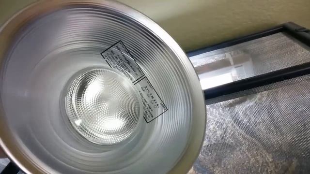 Bearded Dragon Setup and Overview смотреть онлайн