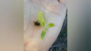 Делаю подставки под улья.