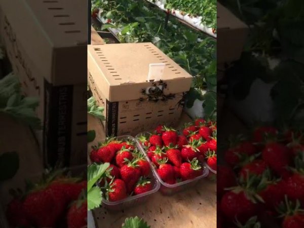 Смотрим результат урожая клубники после опыления шмелями