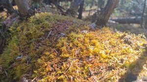 Таганай весной 2023. Бараньи лбы и двуглавая сопка.