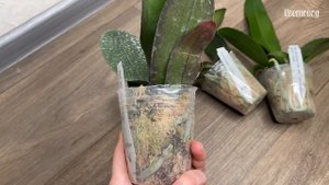 Азиатских подростки орхидей. Особенности ухода.