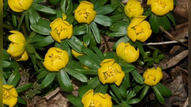 ЭРАНТИС, или  ВЕСЕННИК  (ERANTHIS)  сем. Лютиковые