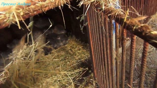 Корма для Нутрий СЕНО нутрия разведение смотреть онлайн