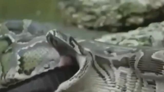 АНАКОНДА ПРОТИВ КРОКОДИЛА. Невероятные битвы животных. смотреть онлайн