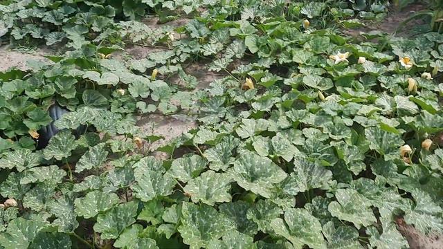 Донецкая область, Дружковка. 23.07.22 смотреть онлайн