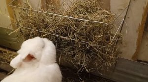 ВОЛЬЕР ДЛЯ КРОЛИКА | КАК ОБУСТРОИТЬ ДОМИК КРОЛИКУ | ЧТО НУЖНО ДЛЯ КРОЛИКА В КВАРТИРЕ