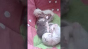 Милые котята! только родились!