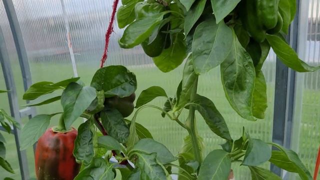 Как получить очень большой урожай перца с одного куста. Перцы двухлетки на 14 июля 2022. Лен. обл. смотреть онлайн