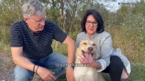 Голди из приюта «Щербинка» уехала домой! Проект Собака Юзао. Приют «Щербинка»