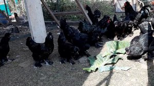 Сибирская мохноножка