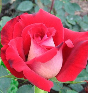 Почвопокровные розы для начинающих. Грэхам Томас на штамбе.