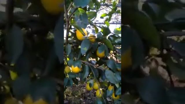Лимон Мейера, урожайный сорт. Citrus meyeri