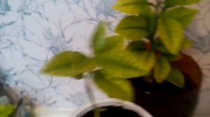 Лиметта "Пурша" (Сладкий лайм)