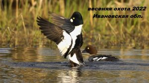 Весенняя охота. Весенняя охота на селезня с подсадной. Весенняя охота 2022. Охота весной
