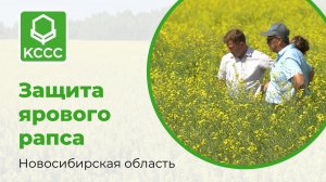 Особенности защиты рапса в условиях Сибири