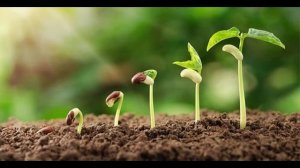 Помогает ли музыка более быстрому росту растений? Ответы на самые интересные вопросы.