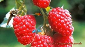 Малина традиционная Таруса (rubus) ? малина Таруса обзор: как сажать саженцы малины Таруса