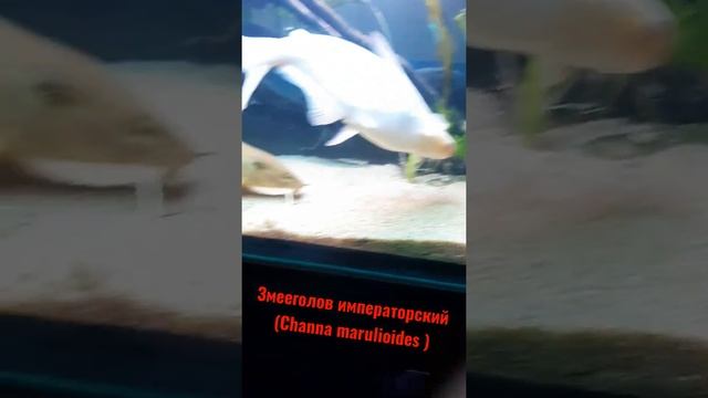 змееголов императорский (channa marulioides) съел живого гаммаруса