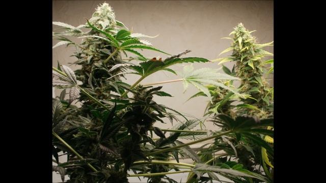 polarlight 2 grow low budget update смотреть онлайн