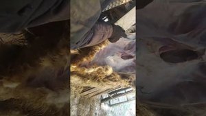 учимся резать барана?