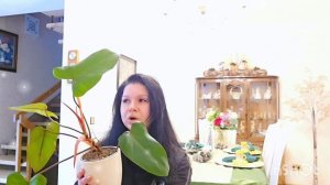 Комнатные растения Филодендрон краснеющий — яркая внешность при скромных запросах#цветы #влог #