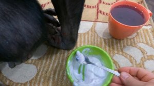 Встречаю утро с ШИМПАНЗЕ! | Боня завтракает и принимает лекарства | Дан Запашный и Новости сегодня