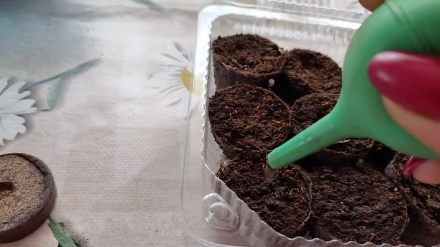 Посев бегонии(Ампельная,клубневая) смотреть онлайн