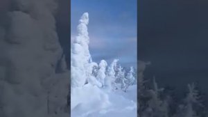 Лес сказочной красоты!"  Словно терем расписной!" Всё покрыто чистым, белым снегом. Сказка и только