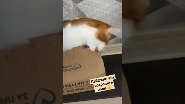 #как отучить кота рвать обои #Лёва рвёт коробку  #лайфхак #shortscatsvideo