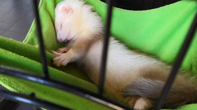 Хорёк Джей спит с высунутым языком смотреть онлайн