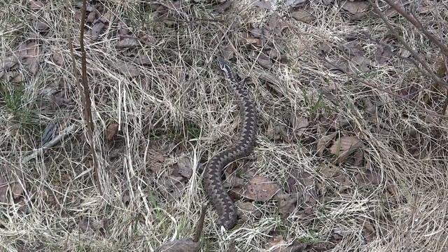 Следы зверей смотреть онлайн